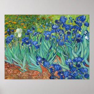 Irises by Van Gogh Poster