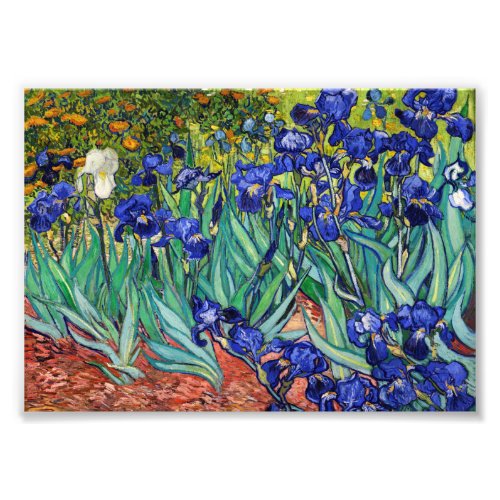 Irises by Vincent van Gogh Photo Print