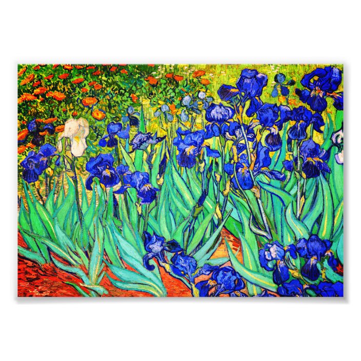 Irises by Vincent Van Gogh Photo Print | Zazzle.com