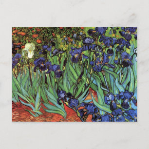 Irises by Vincent van Gogh Postcard