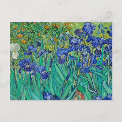 Irises by Vincent van Gogh Postcard