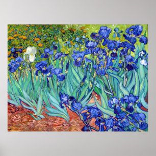 Irises by Vincent Van Gogh vibrant painting flower Poster