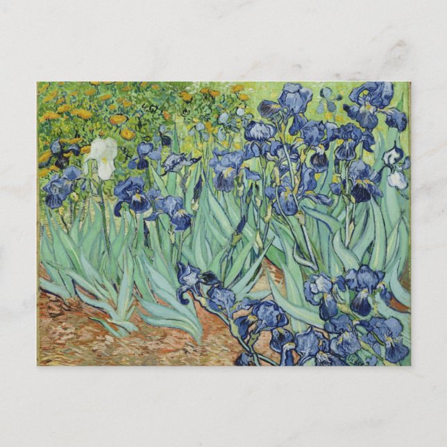 Irises - Van Gogh Postcard (Front)