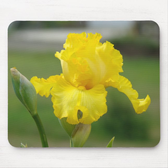 IRISES Yellow Iris Flowers MOUSE PADS MOUSEPAD (Front)