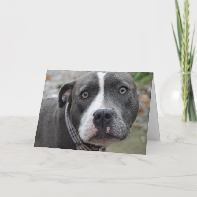 Irish Blue Staffordshire Terrier Dog Birthday Card (Front)