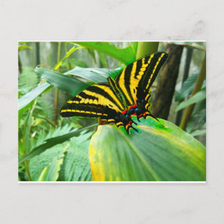 Irish Butterfly Postcard