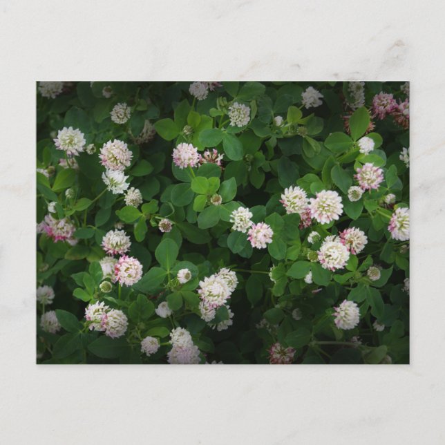 Irish Clovers 4 Leaf Leaves Lucky St. Patricks Day Postcard (Front)