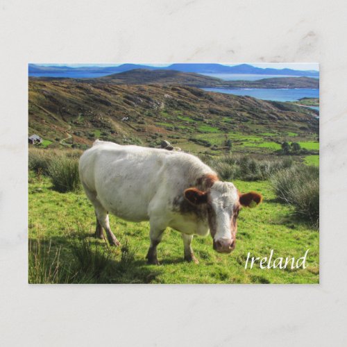 Irish Cow Ring Of Kerry Ireland Postcard