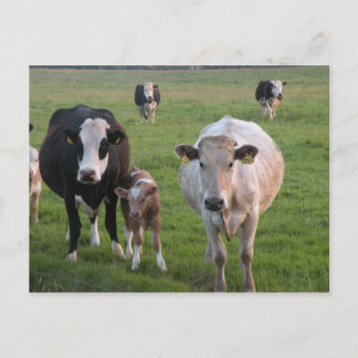 Irish Cows Postcard