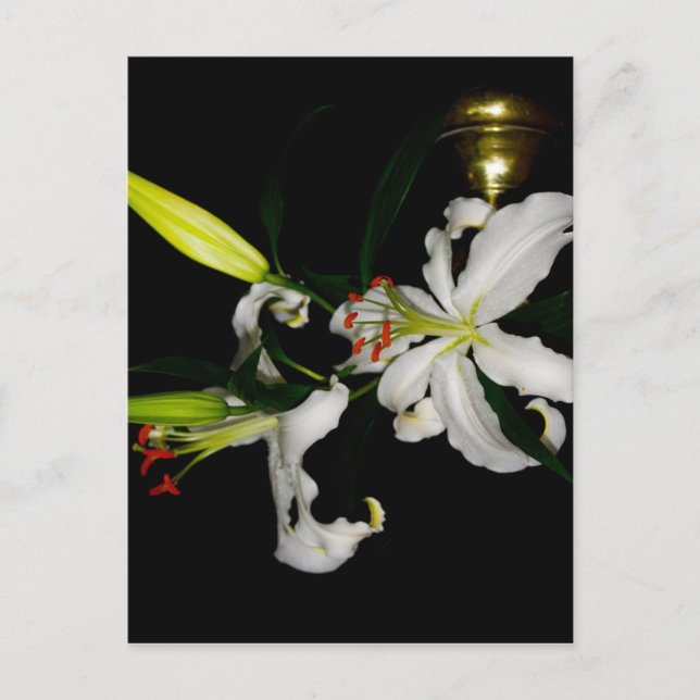 Irish Design-The Flower Collection Postcard (Front)