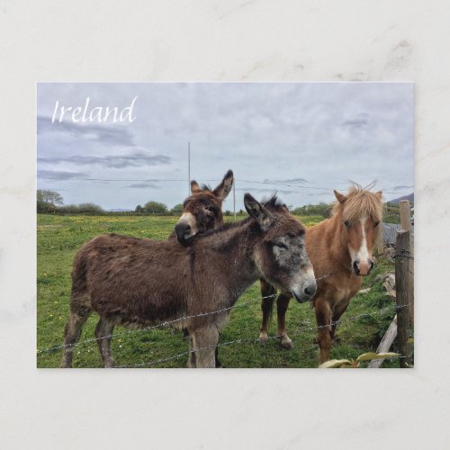 Irish Donkey and Horse Ireland Postcard