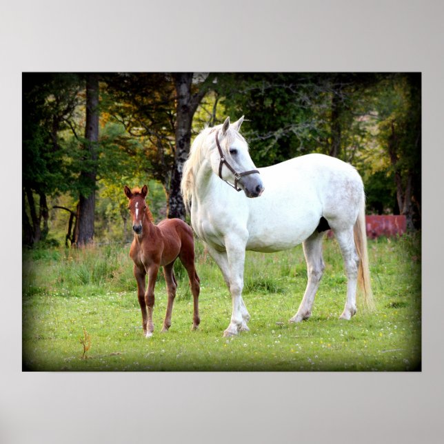 Irish Draft Horse Poster (Front)