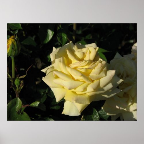 Irish Gold Hybrid Tea Rose 091 Poster