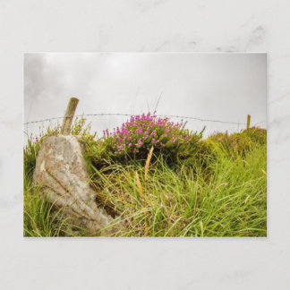"Irish heather" postcards