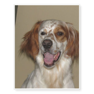 irish red and white setter.png temporary tattoos