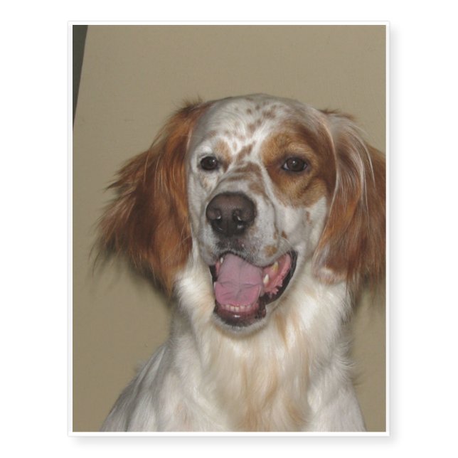 irish red and white setter.png temporary tattoos (Front)