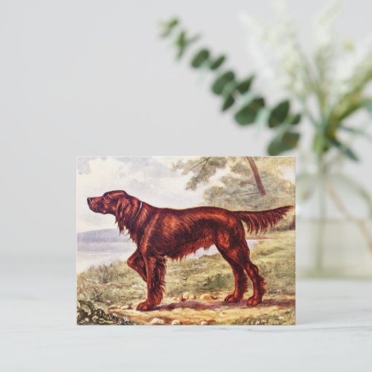 Irish Setter 1900 Illustration of Sporting Dog (Standing Front)