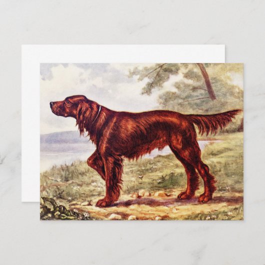 Irish Setter 1900 Illustration of Sporting Dog (Front/Back)