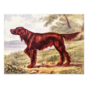Irish Setter 1900 Illustration of Sporting Dog Photo Print