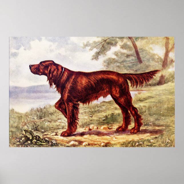 Irish Setter 1900 Illustration of Sporting Dog Poster (Front)
