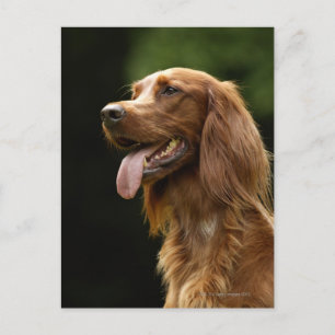 Irish Setter 2 Postcard