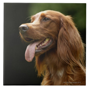 Irish Setter 2 Tile