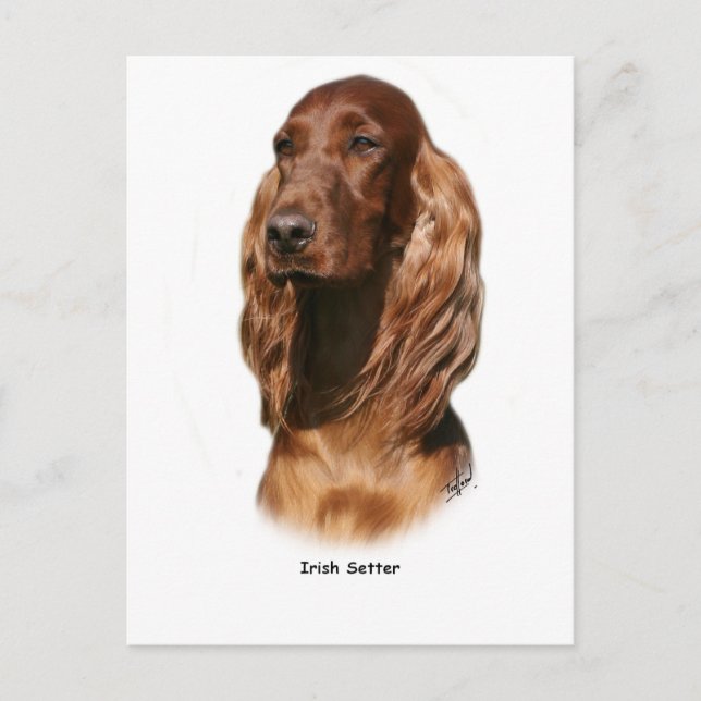 Irish Setter 9Y322D-116 Postcard (Front)