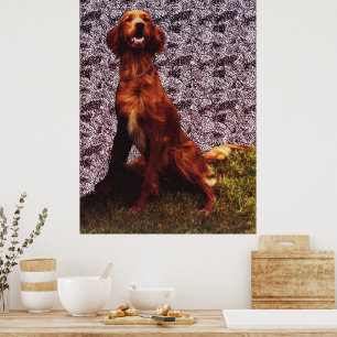 Irish Setter and Patterned Concrete Wall Poster