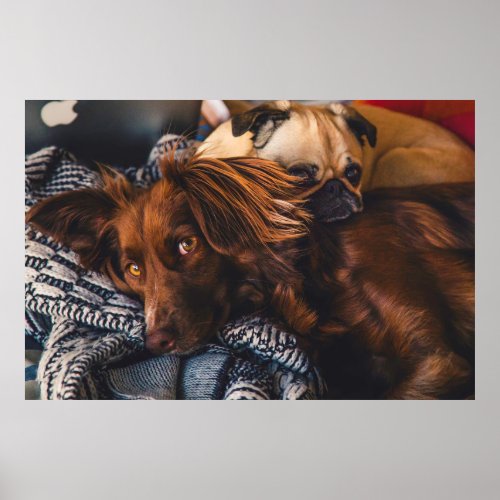 Irish Setter and Pug Relaxing Together Poster