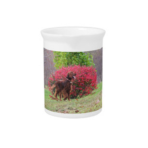 Irish Setter by a Burning Bush Beverage Pitcher