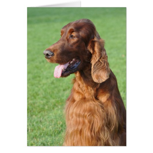 Irish Setter Cards (Front)