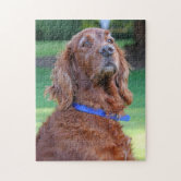 https://rlv.zcache.com/irish_setter_dog_beautiful_photo_jigsaw_puzzle-r90b0b3e15dab4d32b5322916245d0bd1_ambn9_8byvr_166.jpg