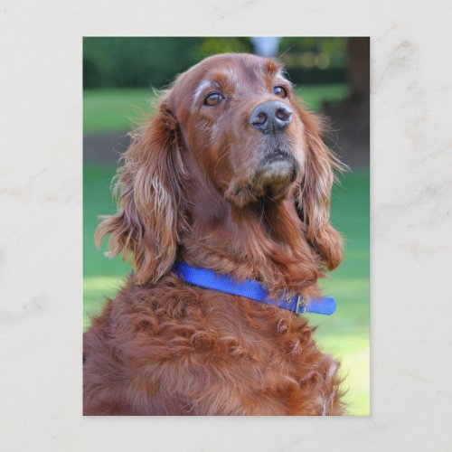 Irish Setter dog beautiful photo portrait Postcard