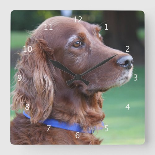 Irish Setter dog beautiful photo Square Wall Clock