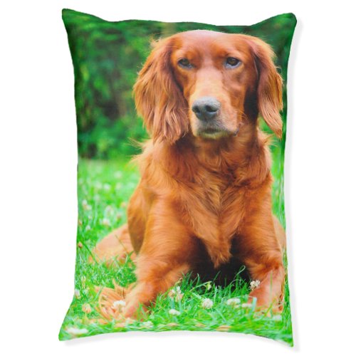 Irish Setter Dog Bed Pet Bed