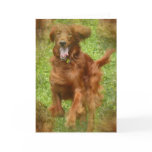 Irish Setter Dog Greeting Card