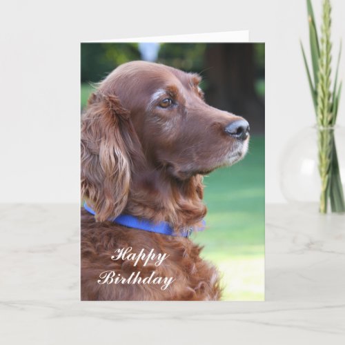 Irish Setter dog happy birthday greetings card