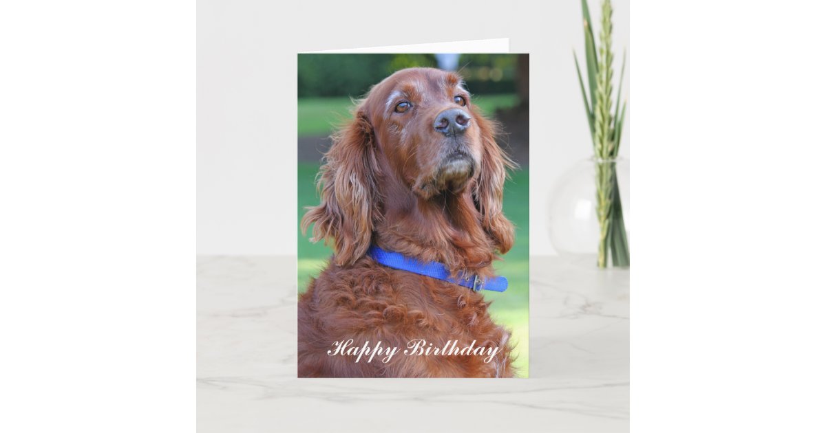 Irish Setter dog happy birthday greetings card | Zazzle.com