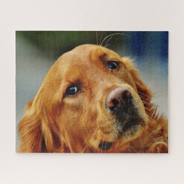 Irish Setter Dog. Jigsaw Puzzle (Horizontal)