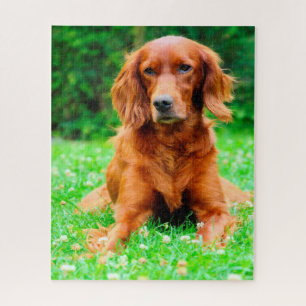 Irish Setter Dog. Jigsaw Puzzle