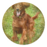 Irish Setter Dog Stickers