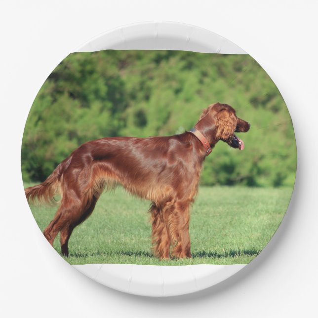 irish-setter-full 2 paper plates (Front)