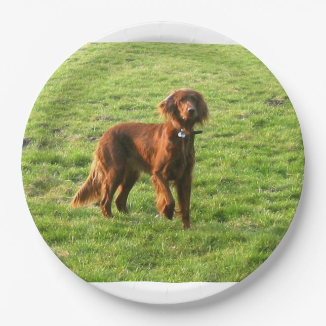 irish setter full 2 paper plates (Front)