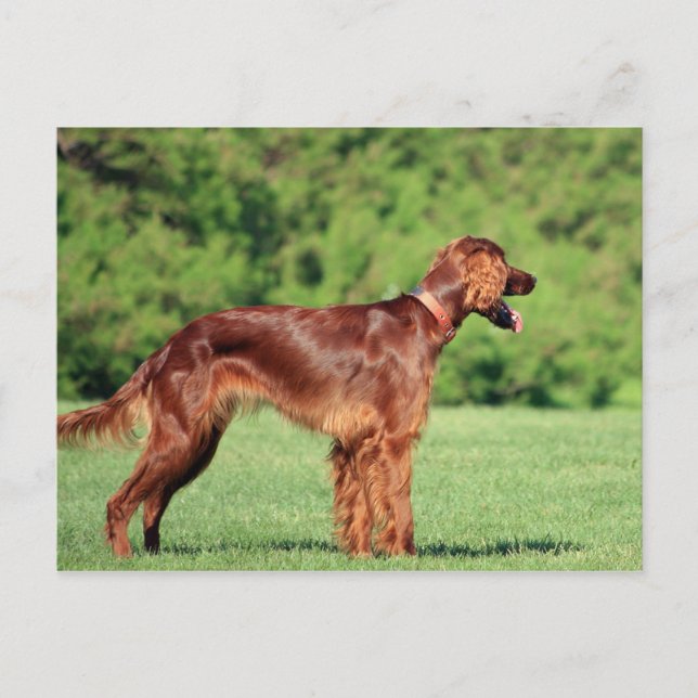 irish-setter-full 2 postcard (Front)