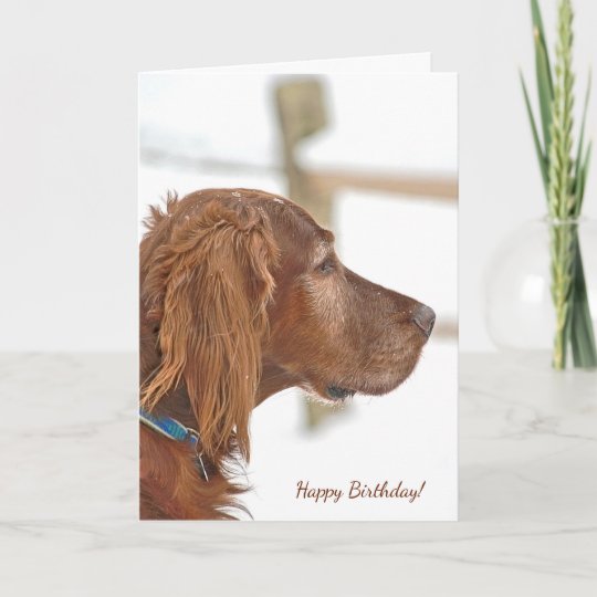 Irish Setter in snow for birthday Card | Zazzle.com