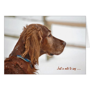 Irish Setter in winter thinking of you