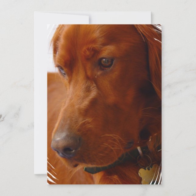 Irish Setter Invitation (Front)