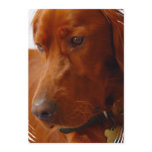Irish Setter Invitation