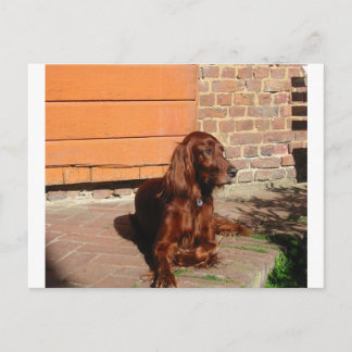 irish setter laying.png postcard
