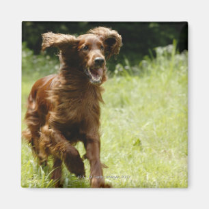 Irish Setter Magnet